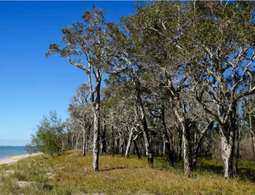 Uso dell’olio Essenziale di Albero del Tè in Medicina Cinese