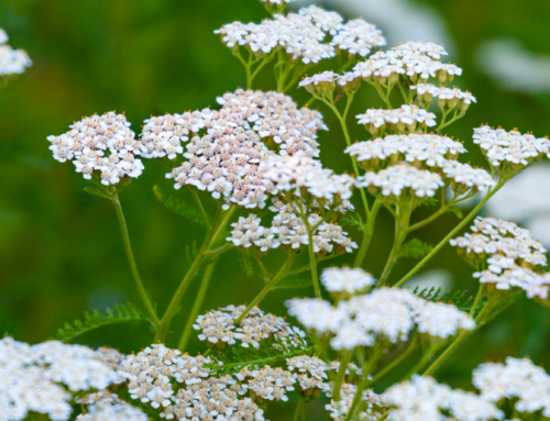 Uso dell’olio Essenziale di Achillea in Medicina Cinese